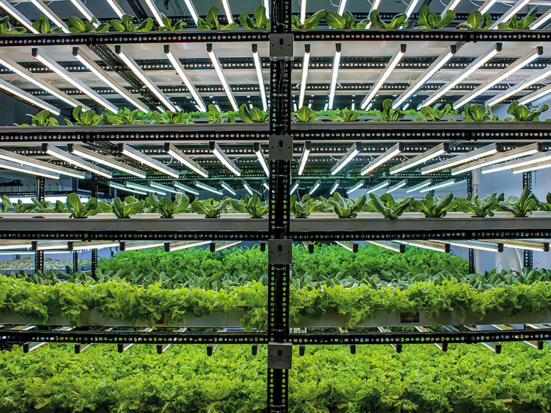 How India s Hydroponic Farmers Are Building Businesses Forbes India