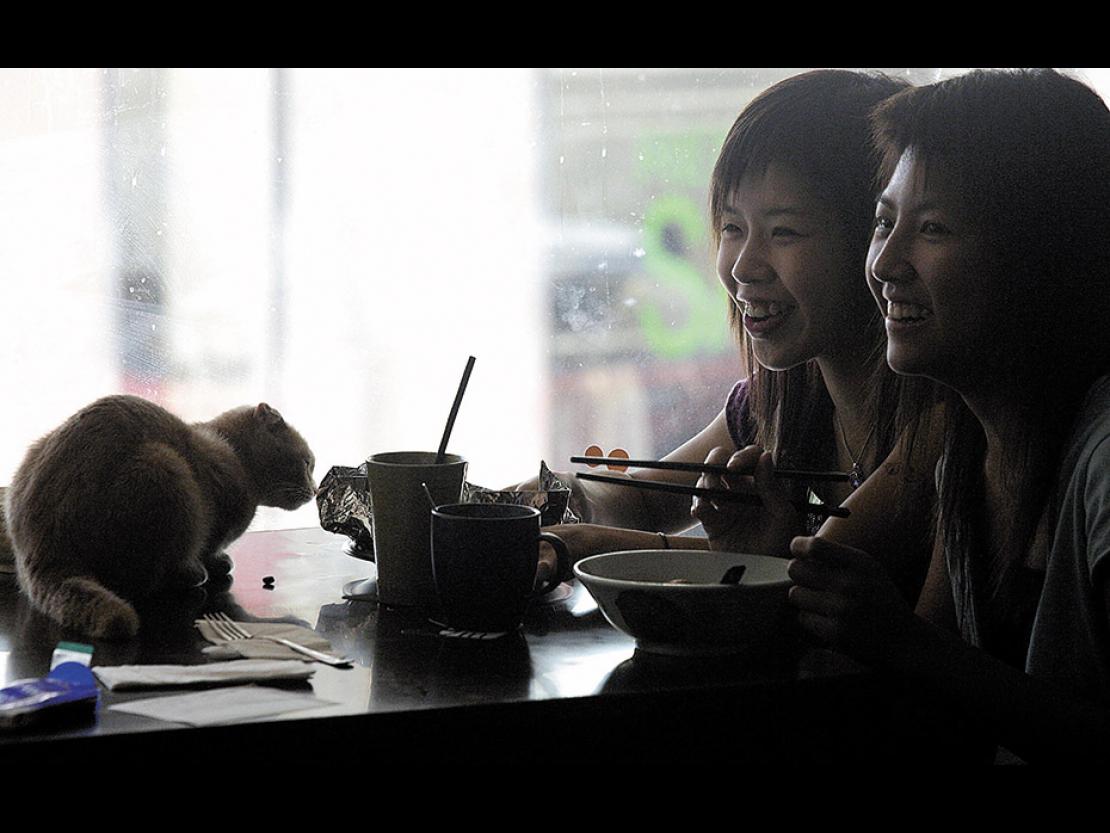 The rise of cat cafes