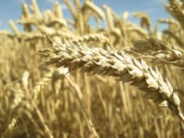 India's Wheat Dilemma