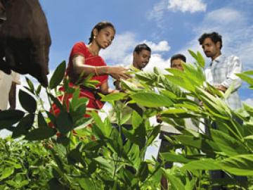 Back To The Roots For Andhra Pradesh Farmers