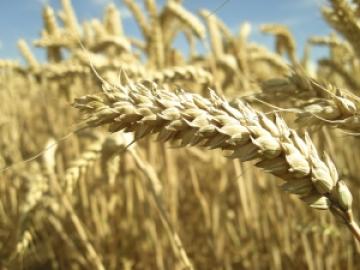 A Problem of Plenty: India's Wheat Surplus
