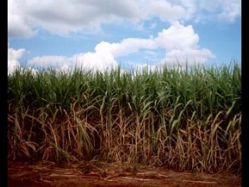 Brazils Biofuel Revolution: Power of Sugarcane