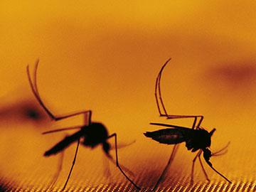 How to Check the Spread of Dengue via Mobiles