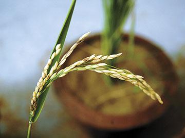 GM crops may hold key to fighting food crunch