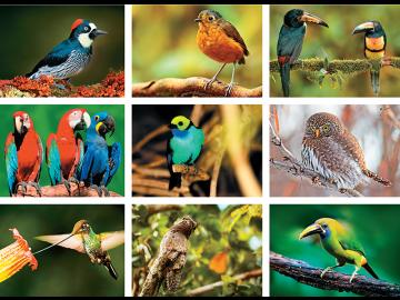 The calls of Colombia: Bird watchers' delight