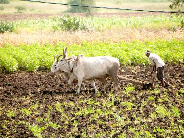 Budget 2019: Meagre benefit of direct transfer scheme, say Marathwada farmers