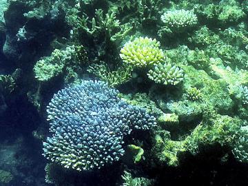 Great Barrier Reef sees the fragile coral comeback