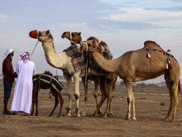 Heated stalls, grooming, and hot milk: Services camels enjoy at 'luxury' hotel in Saudi Arabia