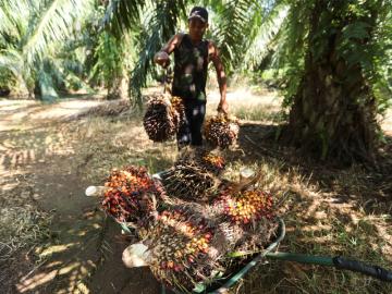 Bitter harvest: Malaysian palm oil farmers face migrant labour crunch