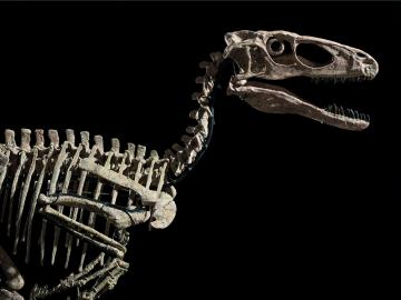 Not a Matisse or a Warhol: Dinosaur skeleton sells for $12.4 million at Christie's