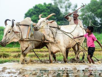 Rain watch for Aug 3-9: Monsoon slows down, pulses sowing still lagging