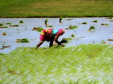 Rain watch for Aug 10-16: Monsoon pauses, kharif sowing nears final stages