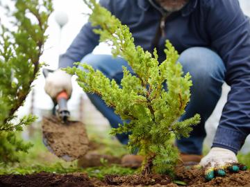 Is planting trees to combat climate change 'complete nonsense'?
