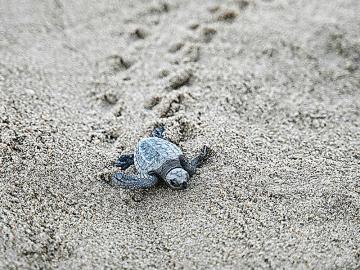 olive ridley turtle