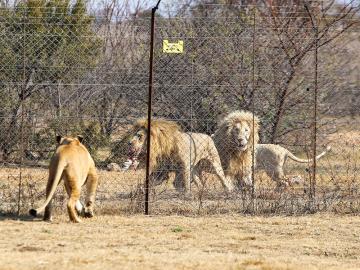 South Africa to end captive lion breeding for hunting