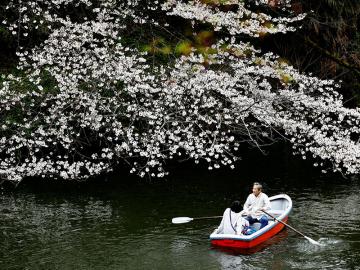 Photo of the day: Cherry Blossom Season