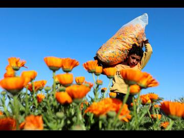 Photo of the day: Annual calendula flower harvest