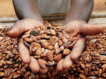 Record cocoa prices and its bitter aftertaste