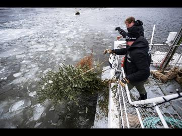 Why discarded Christmas trees are a gift to Stockholm's fish
