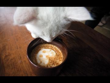 The rise of cat cafes