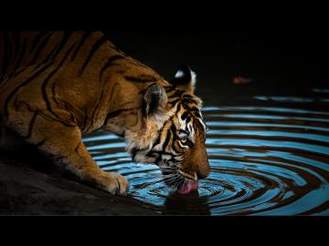 Jungle book: Majestic photos of India's wildlife