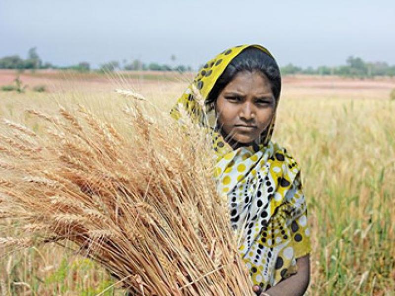 Hybrid Maize Helps Uplift Gujarat's Tribal Farmers