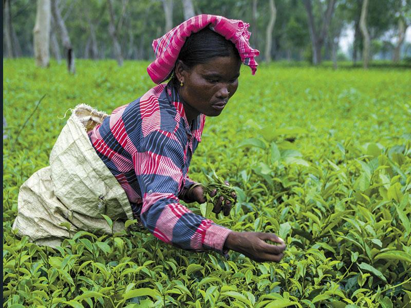 A new home of fine tea: Bihar
