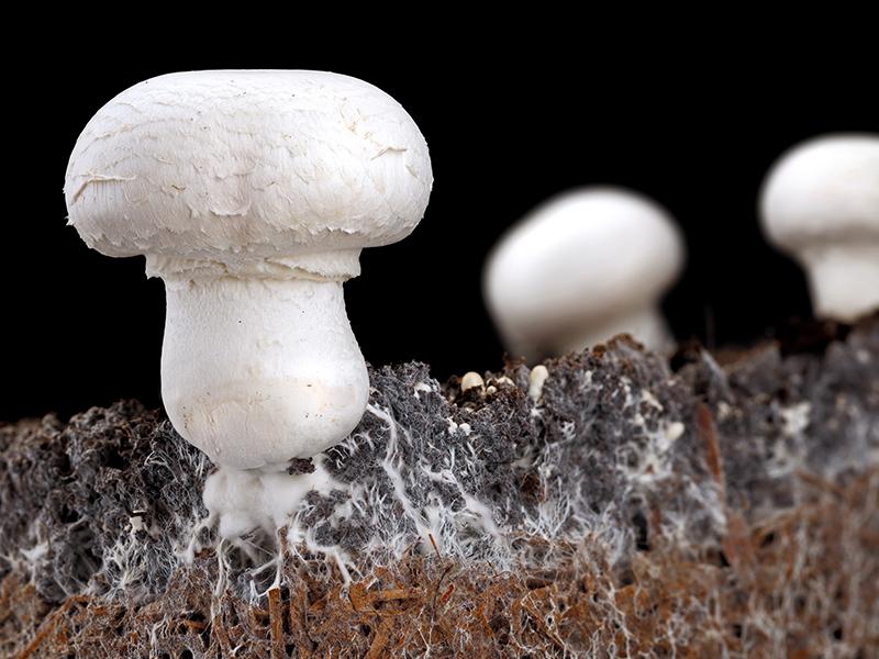Plastic-eating fungi found in Chinese coastal salt marshes
