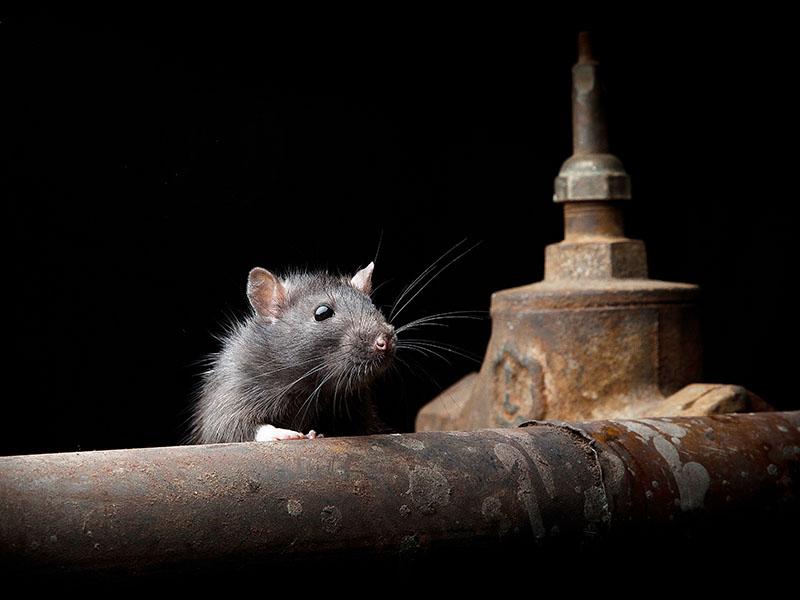 New York: Are rats the new tourist attraction?
