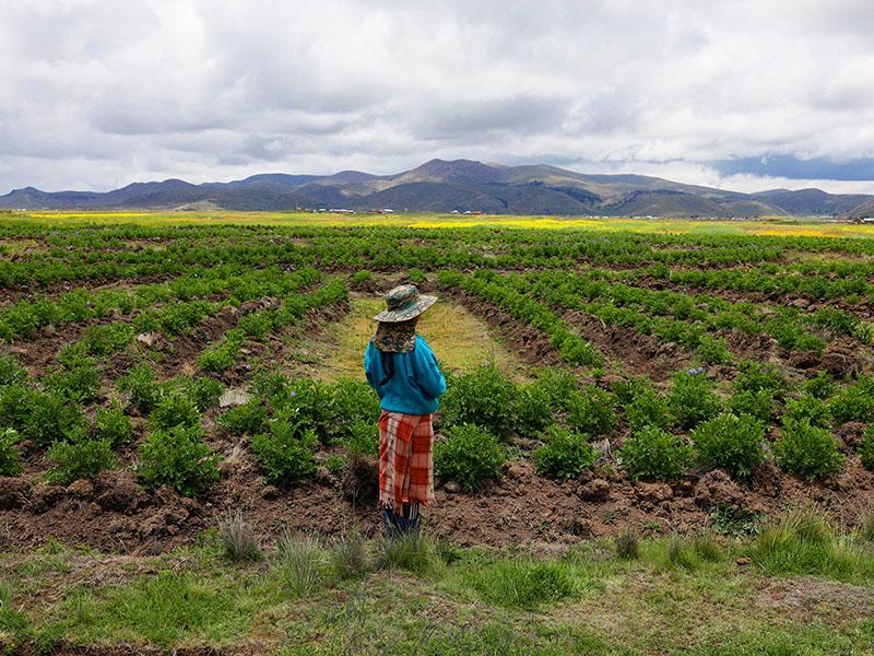 Andean farmers use age-old technique amid climate change