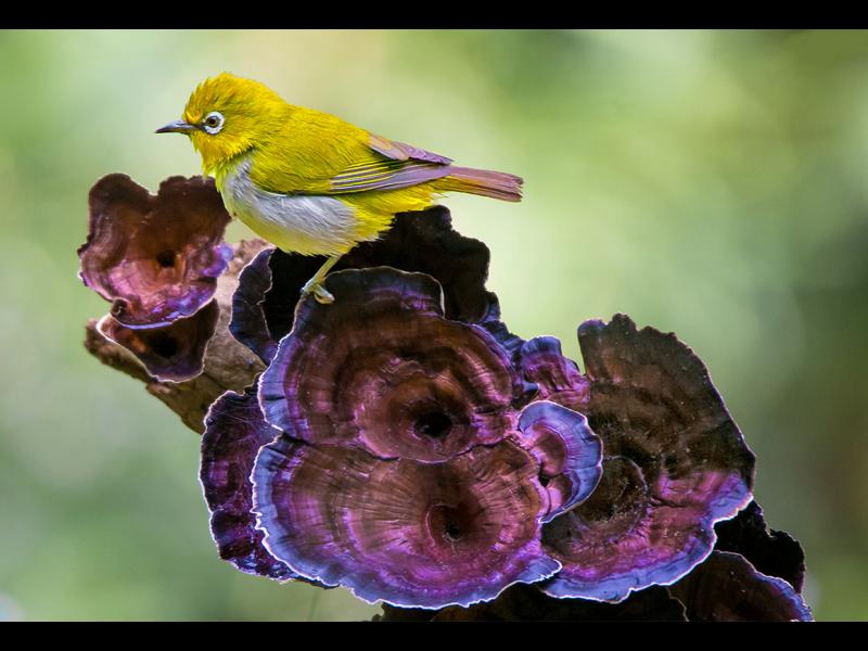 World Photography Day: A symphony of birds