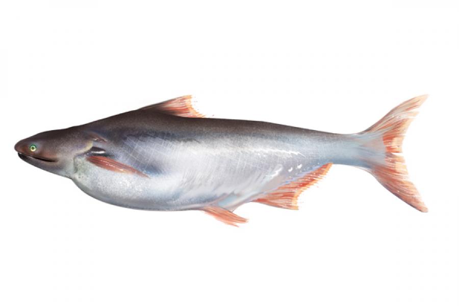 A Fish Called Basa
