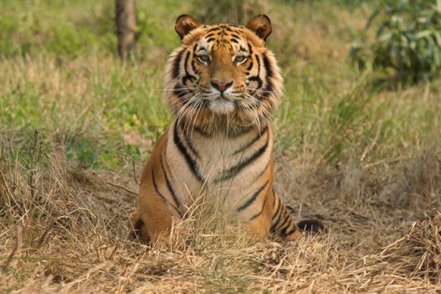 Tiger Estimates: Try This Number - Forbes India Tiger Estimates: Try This Number - Forbes India