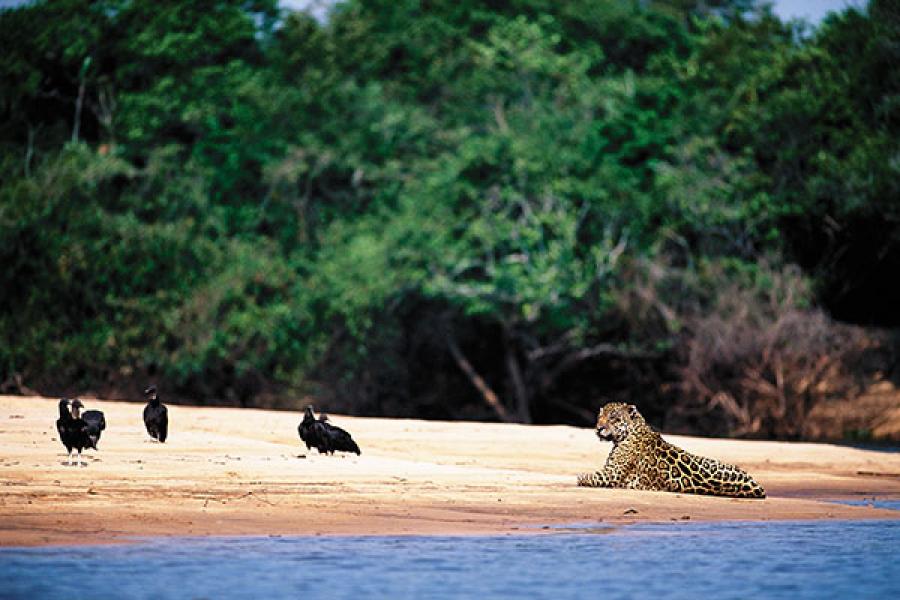 In Search of the Elusive Jaguar