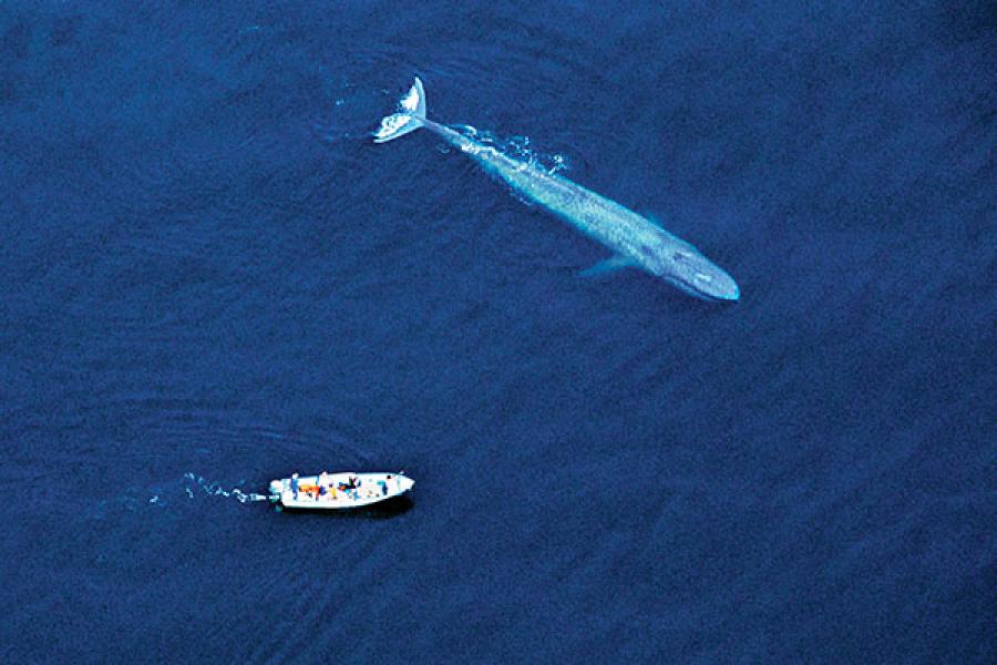 The whales of Baja California