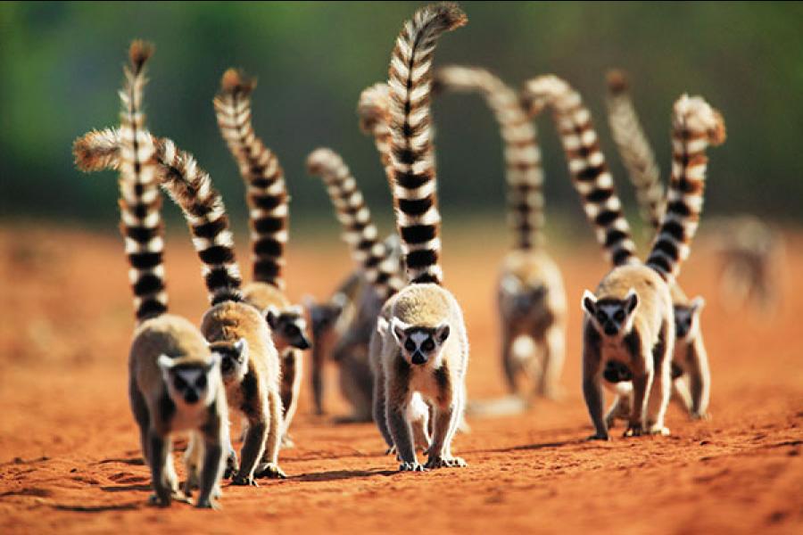 Madagascar's unique wildlife