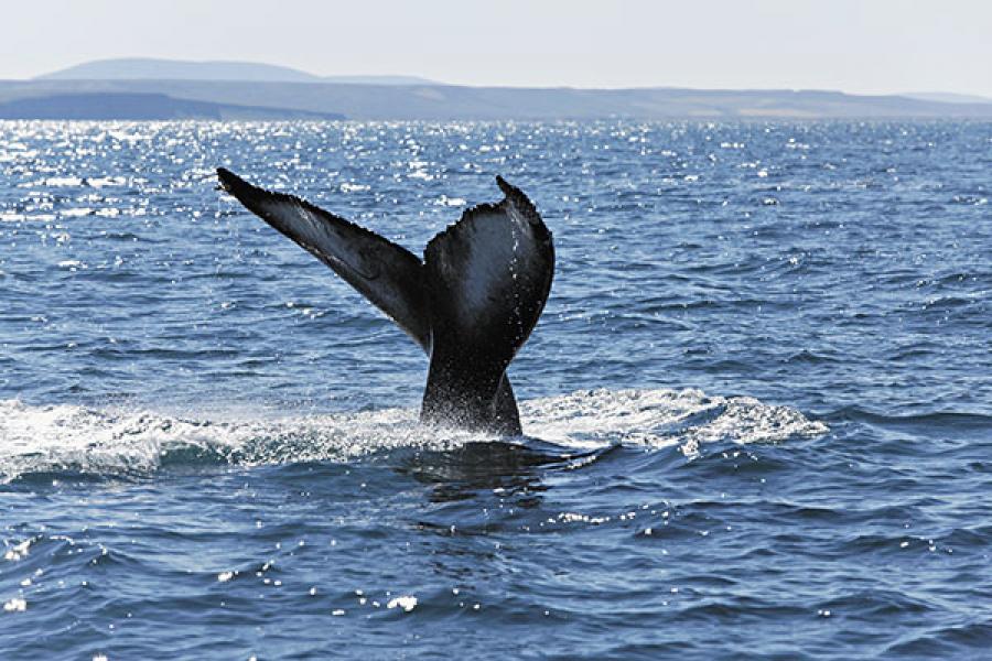 Whale-watching in Iceland