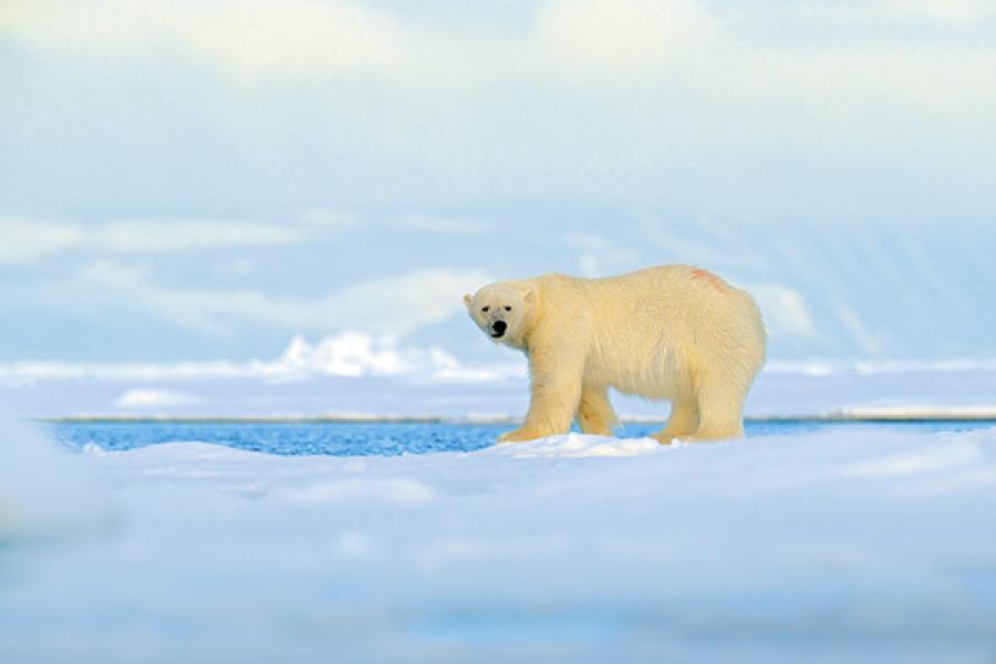 A journey to the end of the world: The Arctic Sea's Wrangel Island