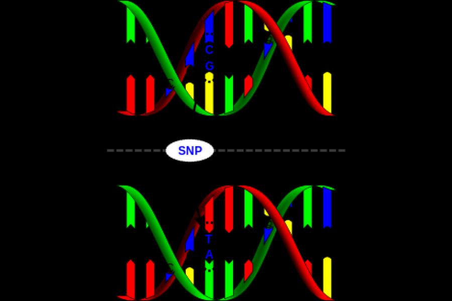 Dna-SNP