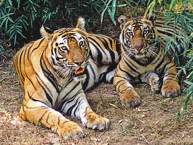 The Bandipur National Park is a long narrow tiger reserve. Twenty-five thousand families share its 180 km border with wild animals