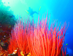 A drifter's Life: Diver floating over soft coral in Bali