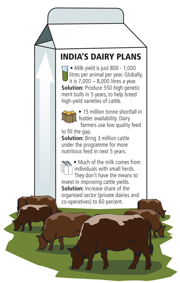 When the Milk Runs Dry: India's New Dairy Policy