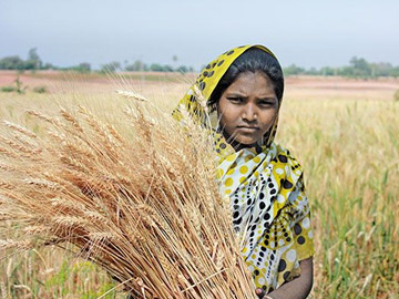 Hybrid Maize Helps Uplift Gujarat's Tribal Farmers