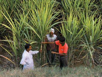 A Pilot Project to Increase UP's Sugarcane Yields