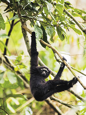 Monkey business: The thriving primates of Assam
