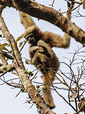 Monkey business: The thriving primates of Assam