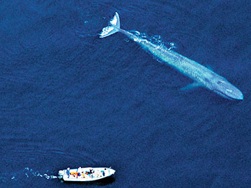 The whales of Baja California