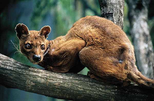 Madagascar's unique wildlife