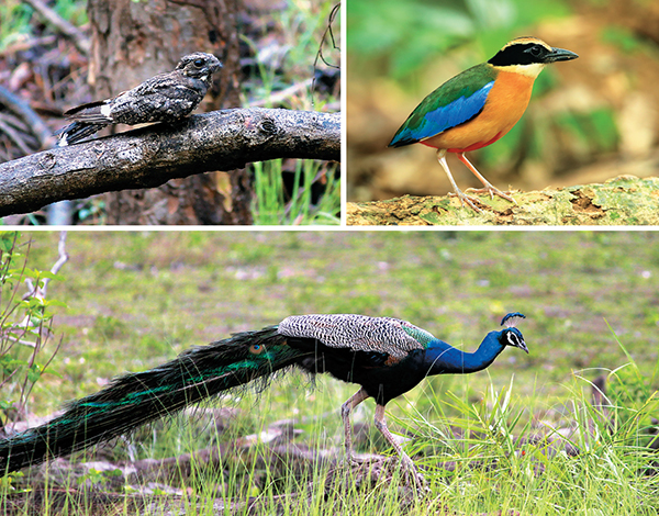 Birdwatching at Satpura National Park
