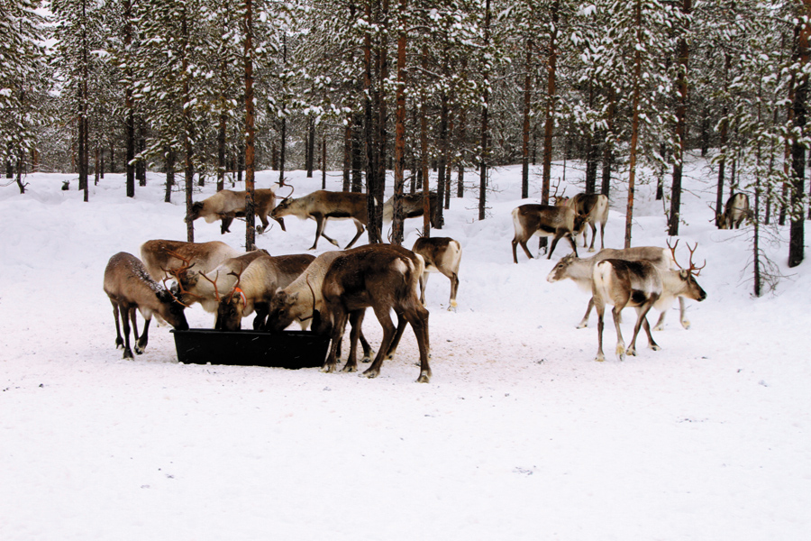 White noise: Silence of the Swedish Lappland